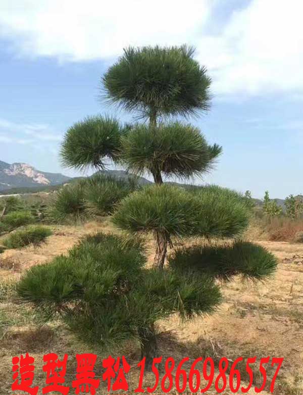 造型黑松在种植情况 