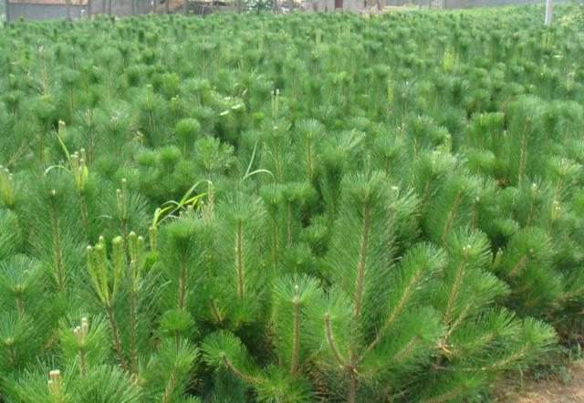 种植黑松苗前要先进行消毒