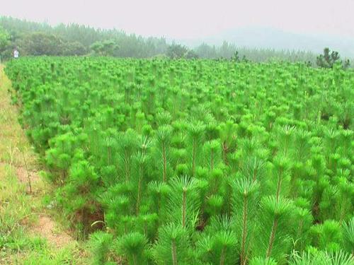 选择合适的黑松苗就是种植成功的一半