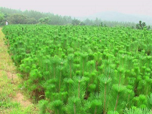 黑松是怎样嫁接的